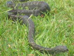 Image of Fiji Island Boa