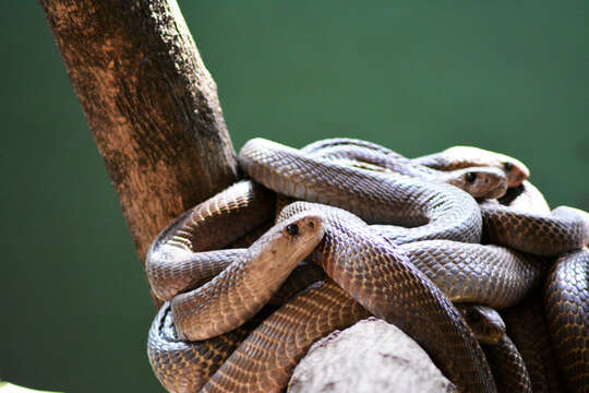 Image of Indian cobra