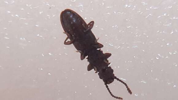 Image of Oryzaephilus