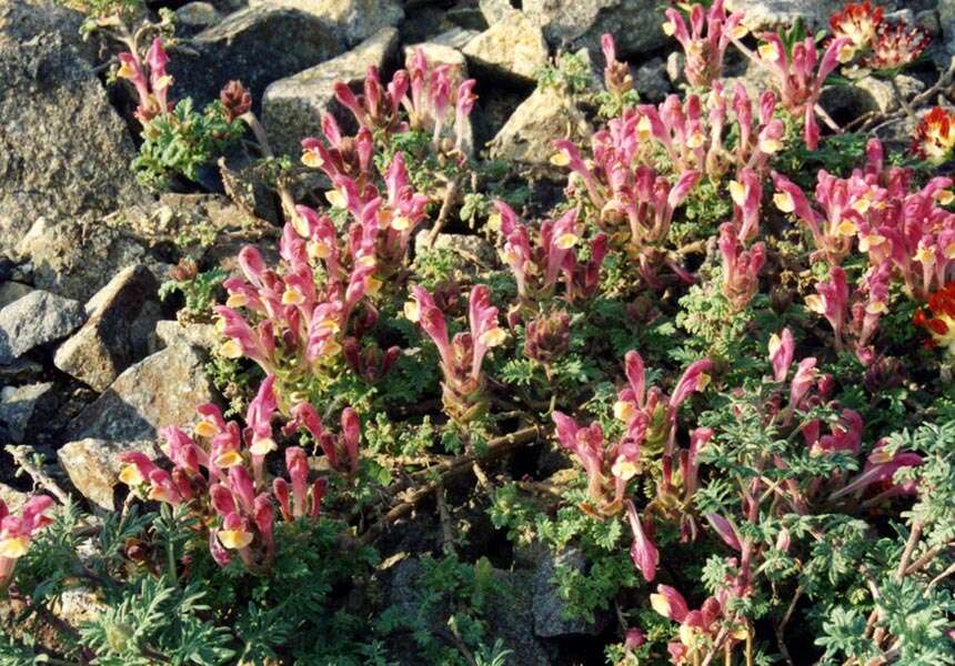 Image of Scutellaria orientalis L.