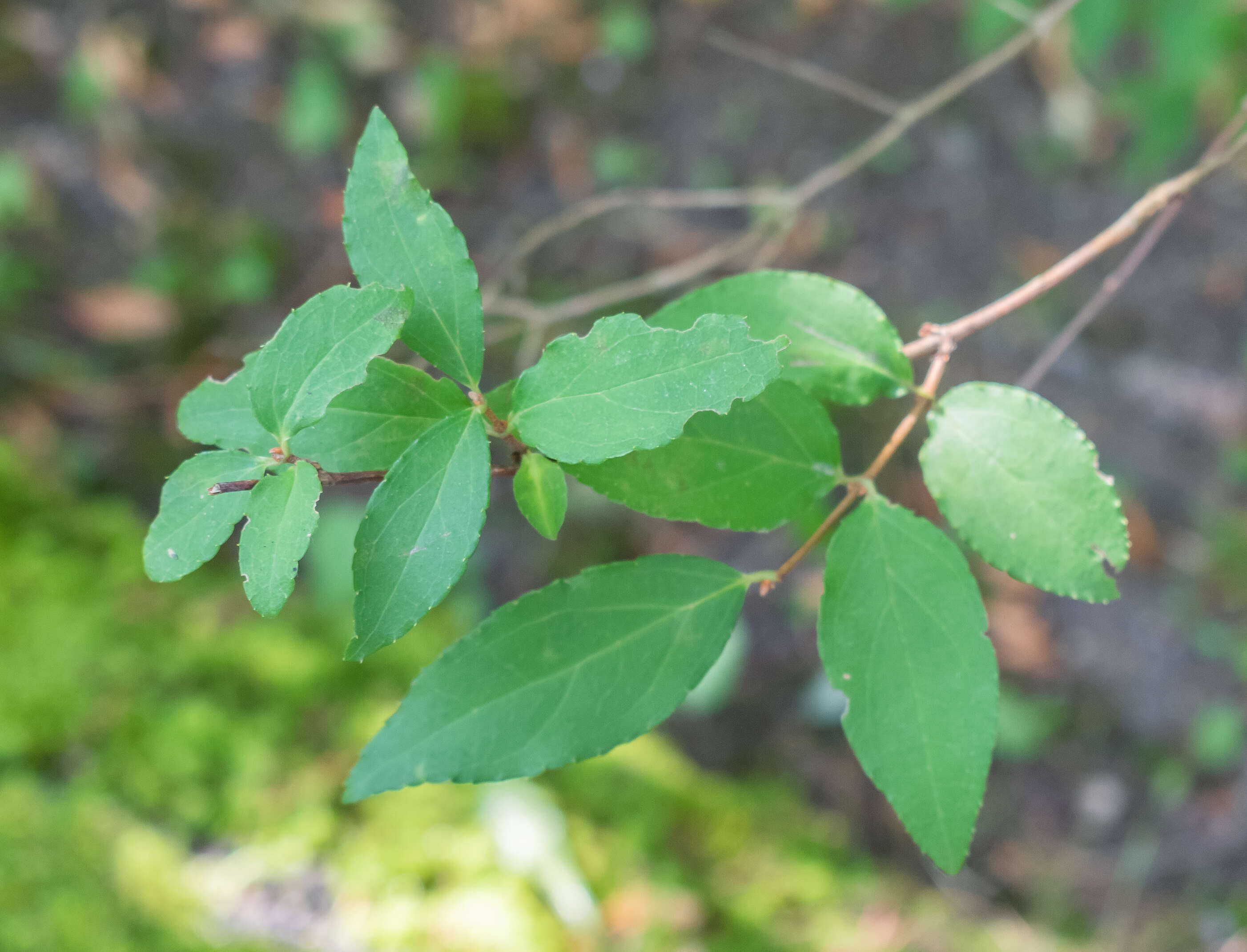 Image of fuzzy pride-of-Rochester