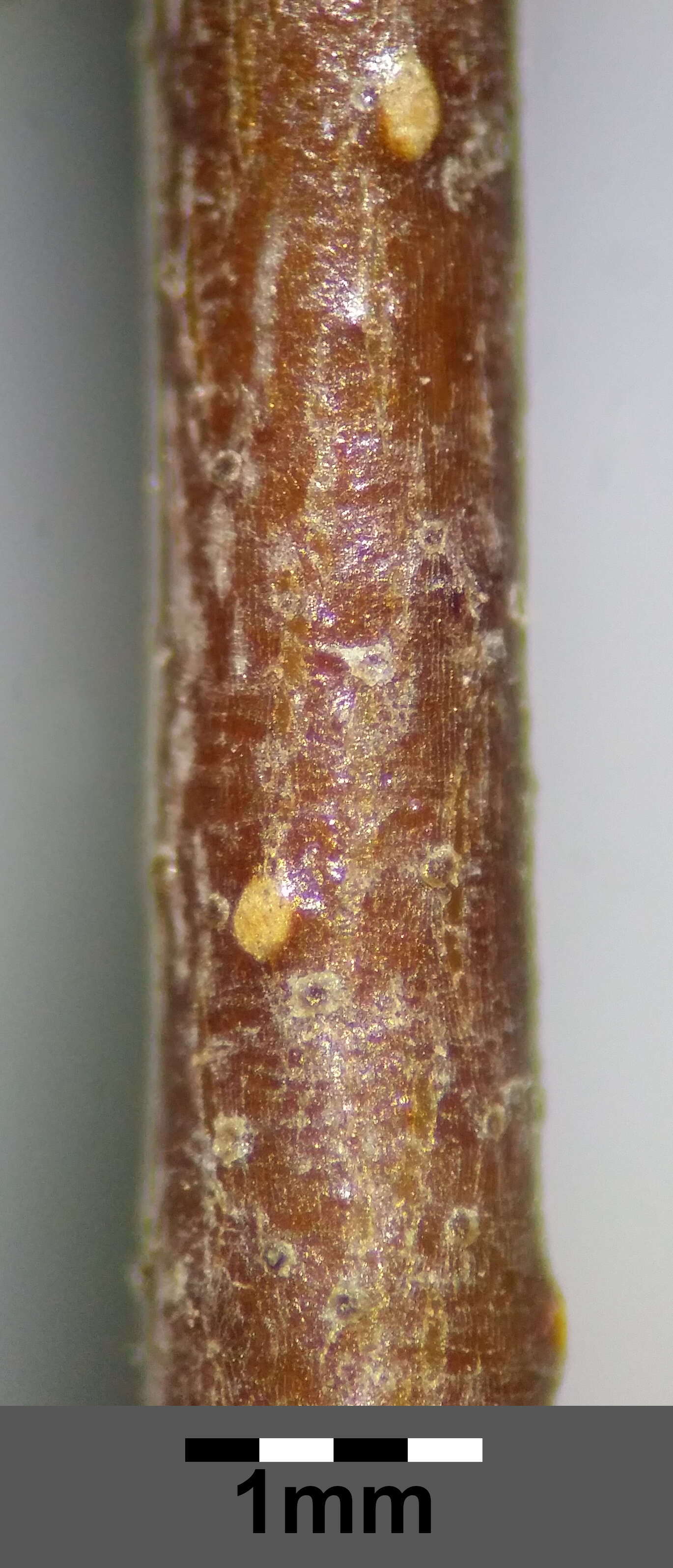 Image of Common Birch