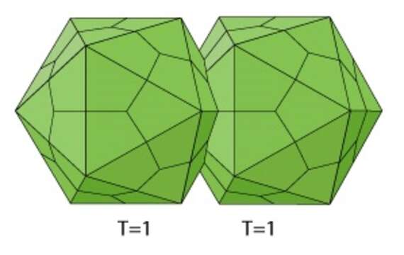 Слика од Geminiviridae