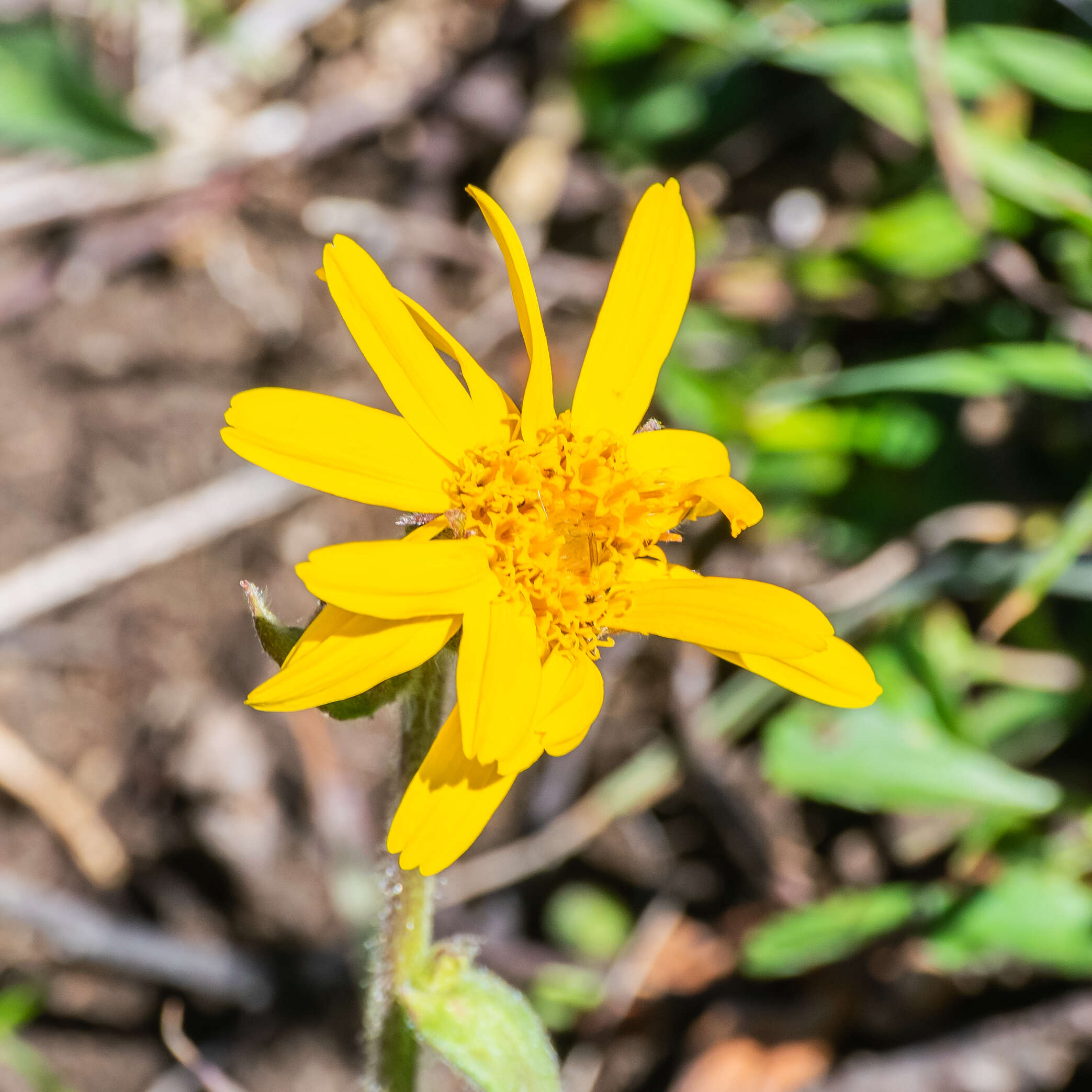 Image of mountain arnica