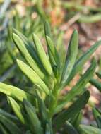 Image of Curio repens (L.) P. V. Heath