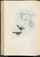 Image of Chestnut-rumped Thornbill