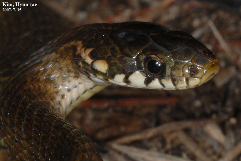 Image of Japanese Keelback