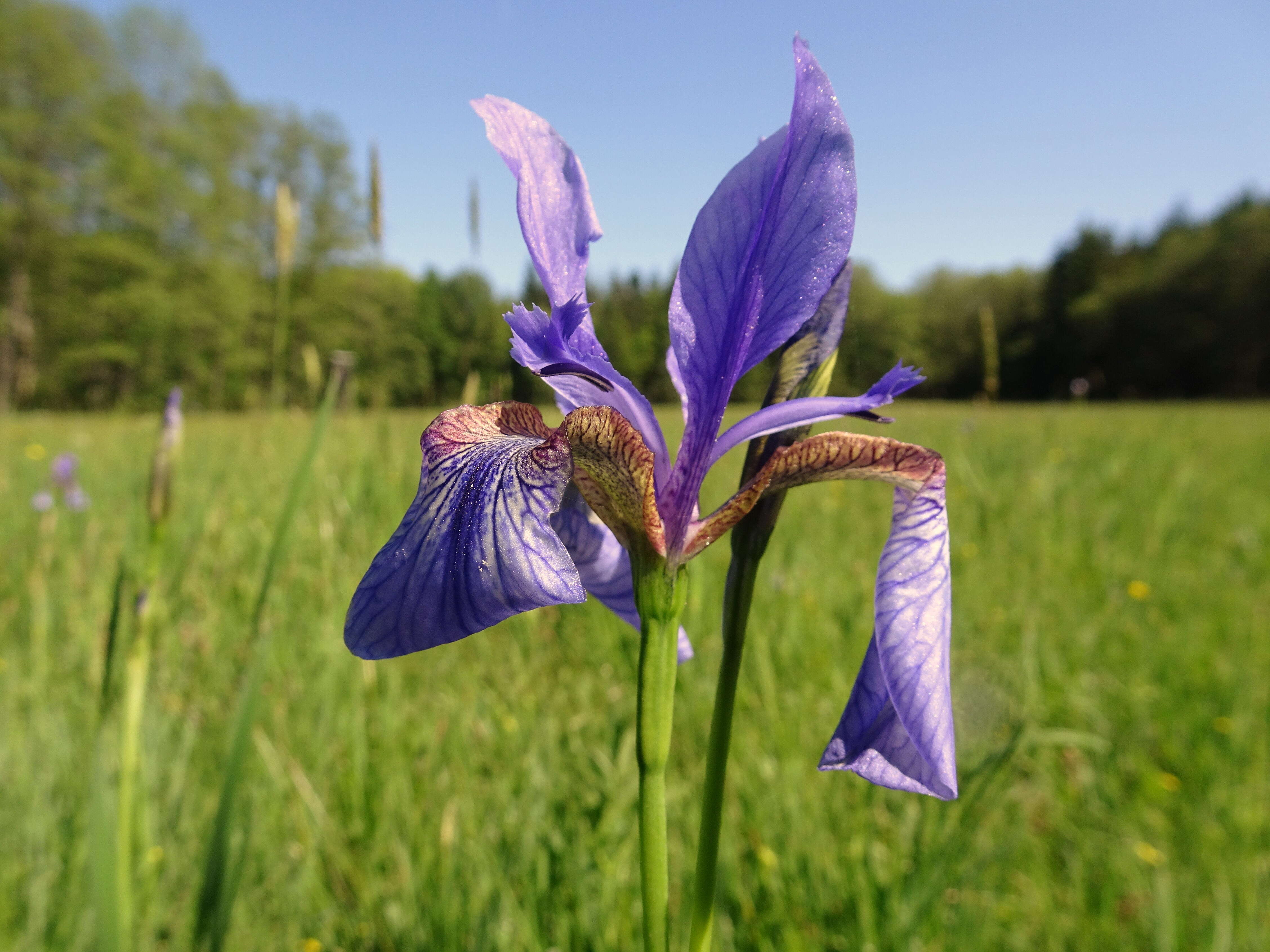 Image of German Iris