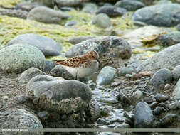 Image of Little Stint