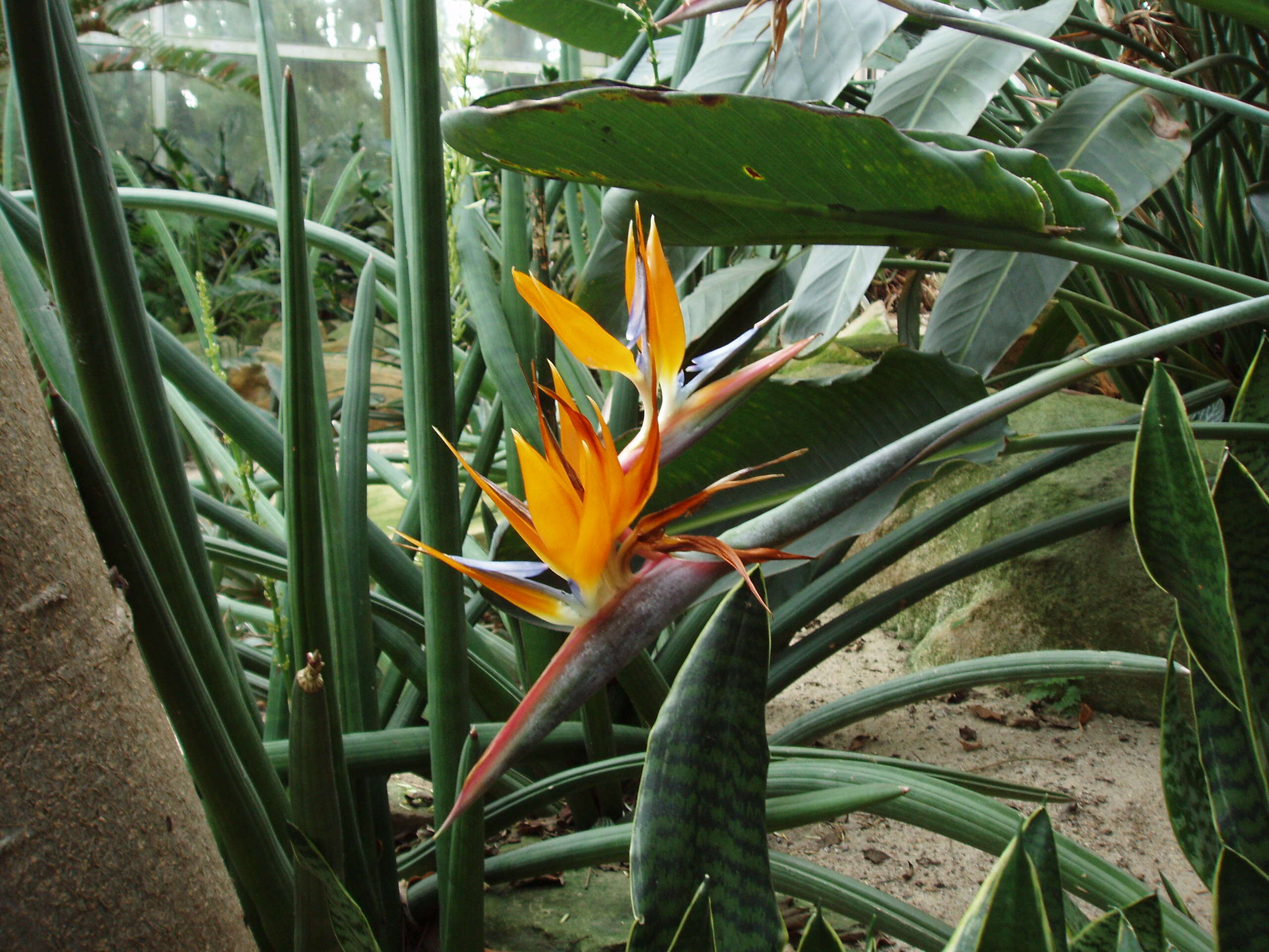 Image of Bird of paradise plant