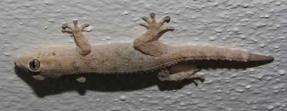 Image of Tenerife Gecko