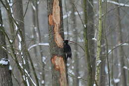 Image of Black Woodpecker