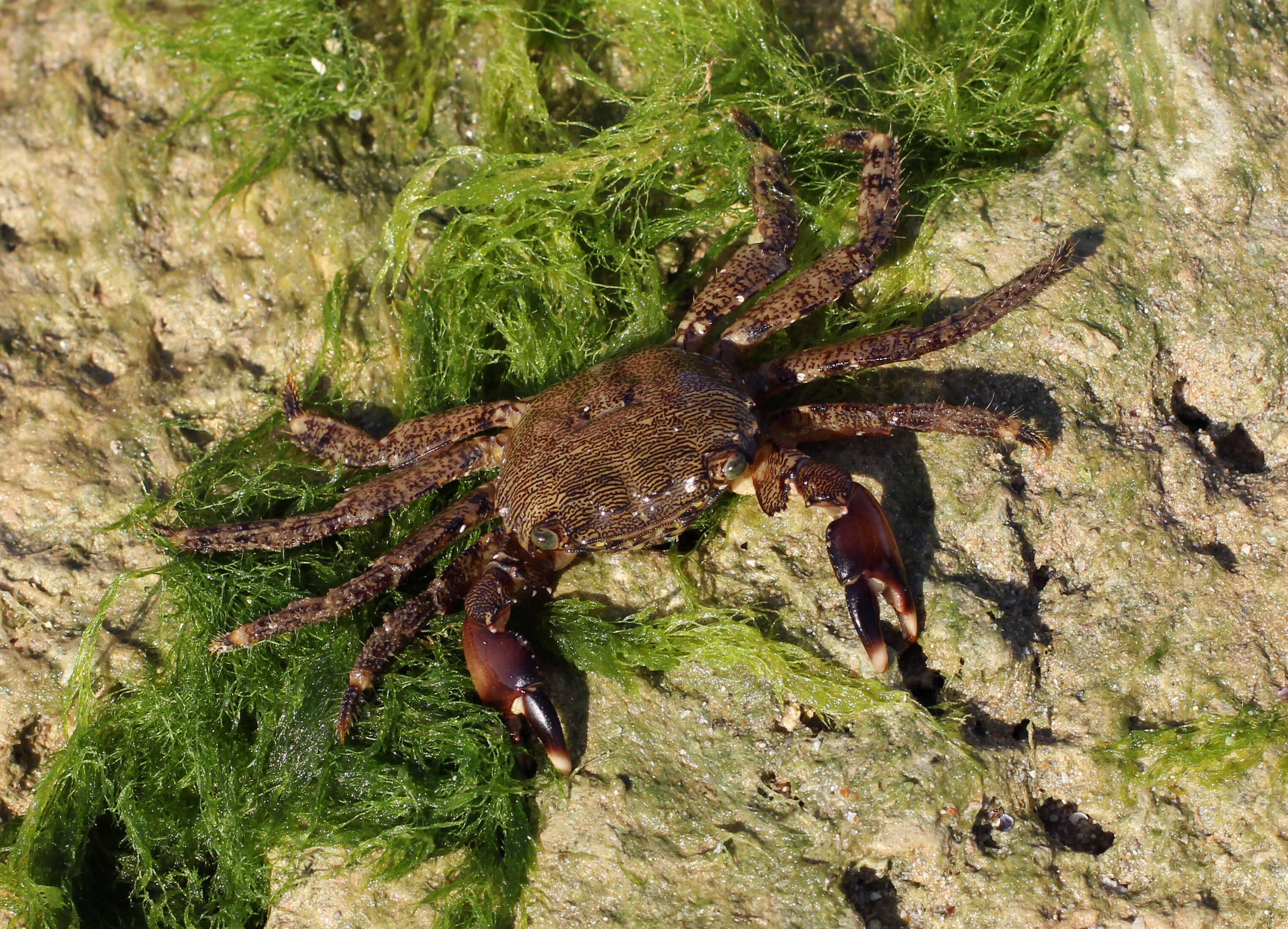 Image of marbled rock crab