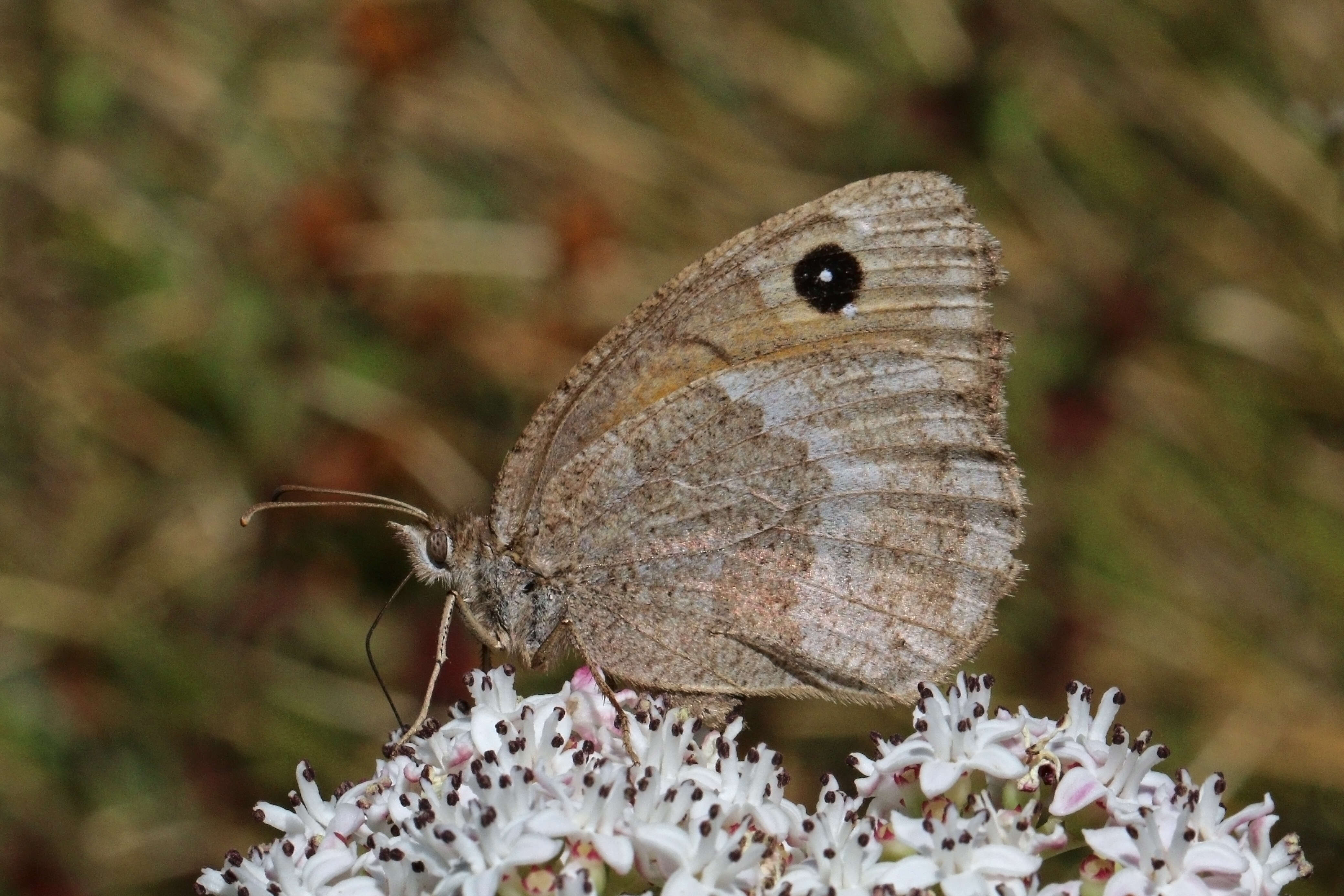 Image of Satyrus ferula