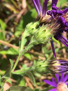 Image of Georgia aster