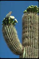 Image de Pic des saguaros