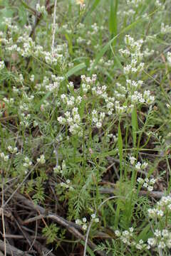 Imagem de Torilis leptophylla (L.) Rchb. fil.