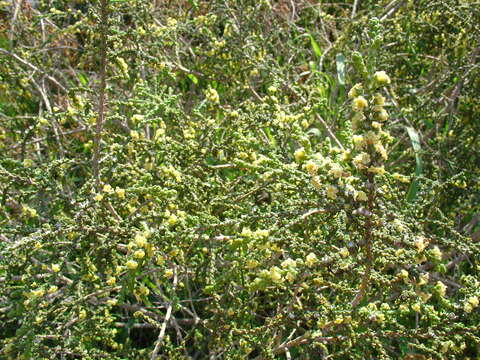 Image of Thymelaea hirsuta (L.) Endl.