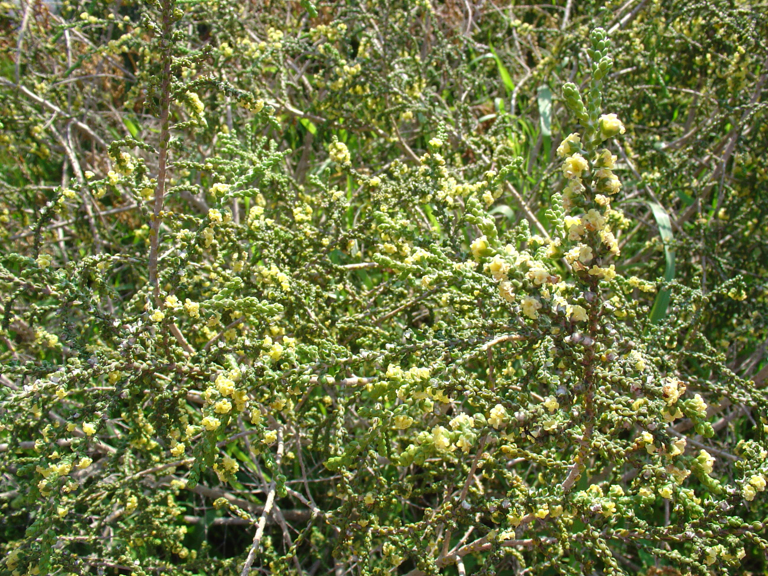 Image of Thymelaea hirsuta (L.) Endl.