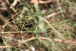 Image of fennel