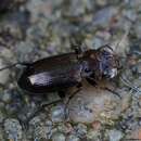 Image of heath springtail-stalker