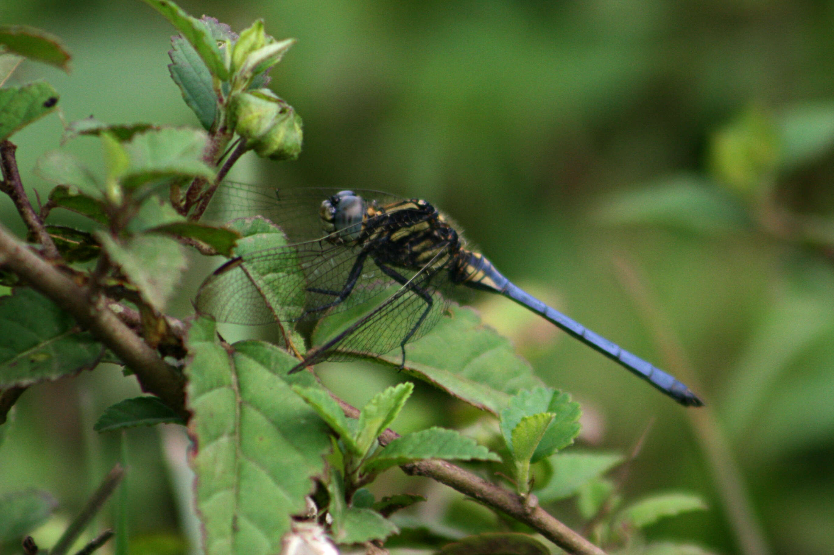 Image of Orthetrum luzonicum (Brauer 1868)