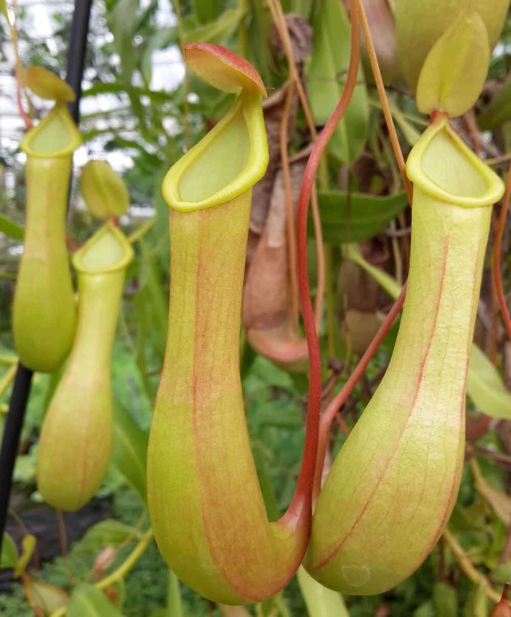 Image of Nepenthes alata Blanco