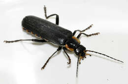 Image of Cantharis obscura
