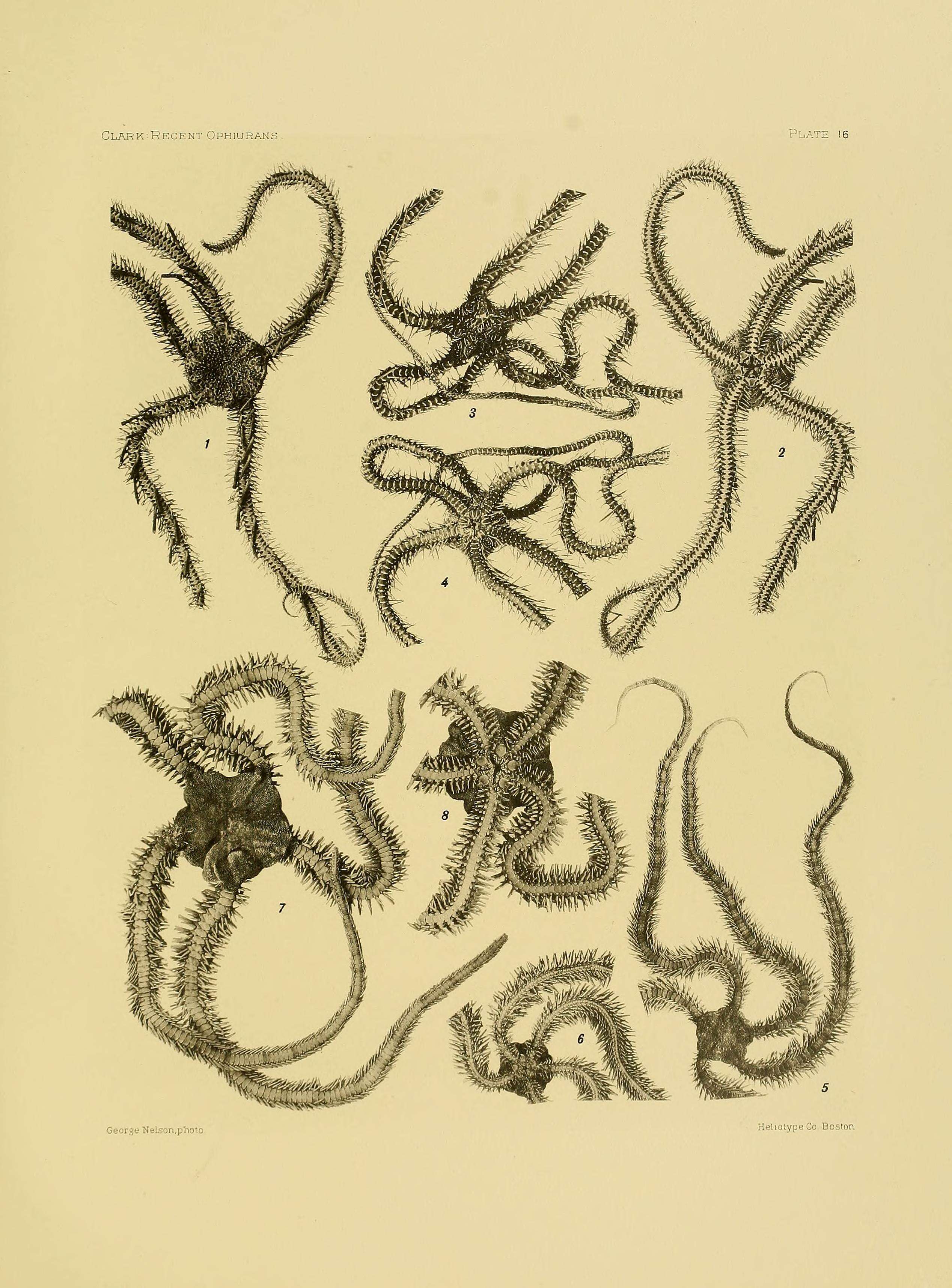 Image of Ophiocomella alexandri (Lyman 1860)