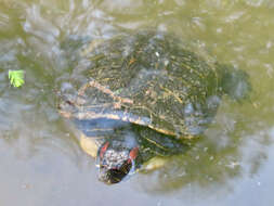 Image of slider turtle, red-eared terrapin, red-eared slider