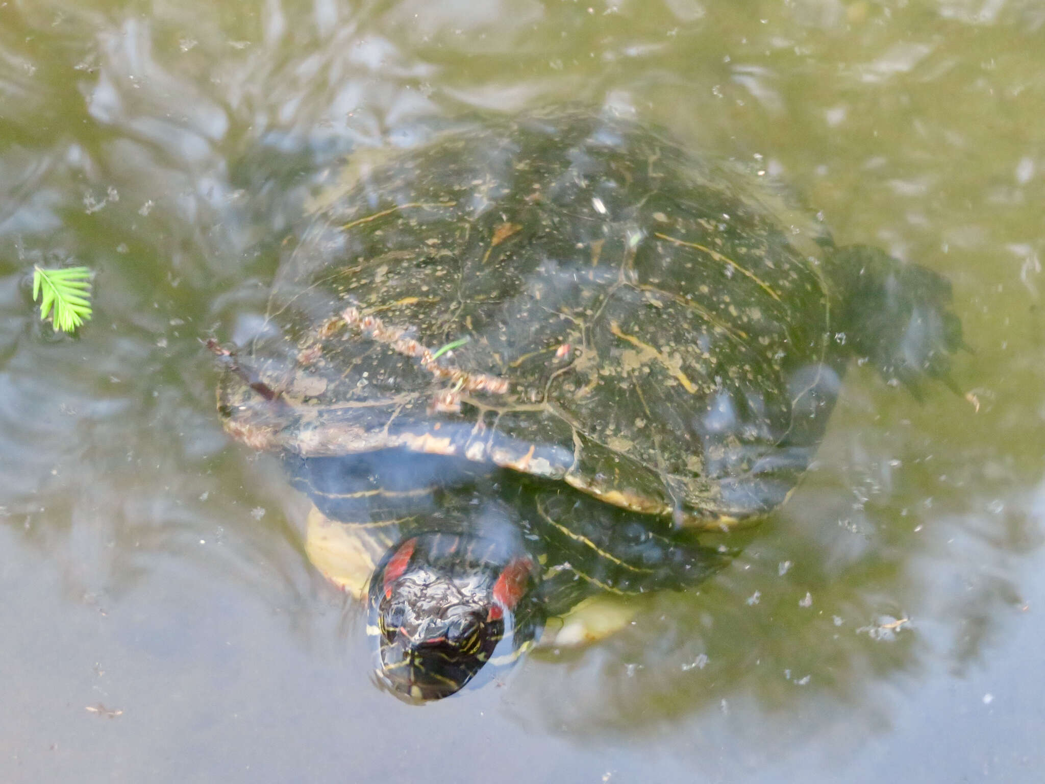 Image of slider turtle, red-eared terrapin, red-eared slider