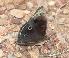 Image of Junonia nigrosuffusa Barnes & McDunnough 1916