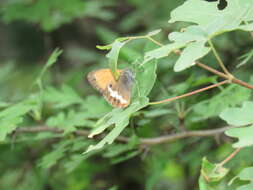 Sivun Coenonympha arcania Linnaeus 1761 kuva