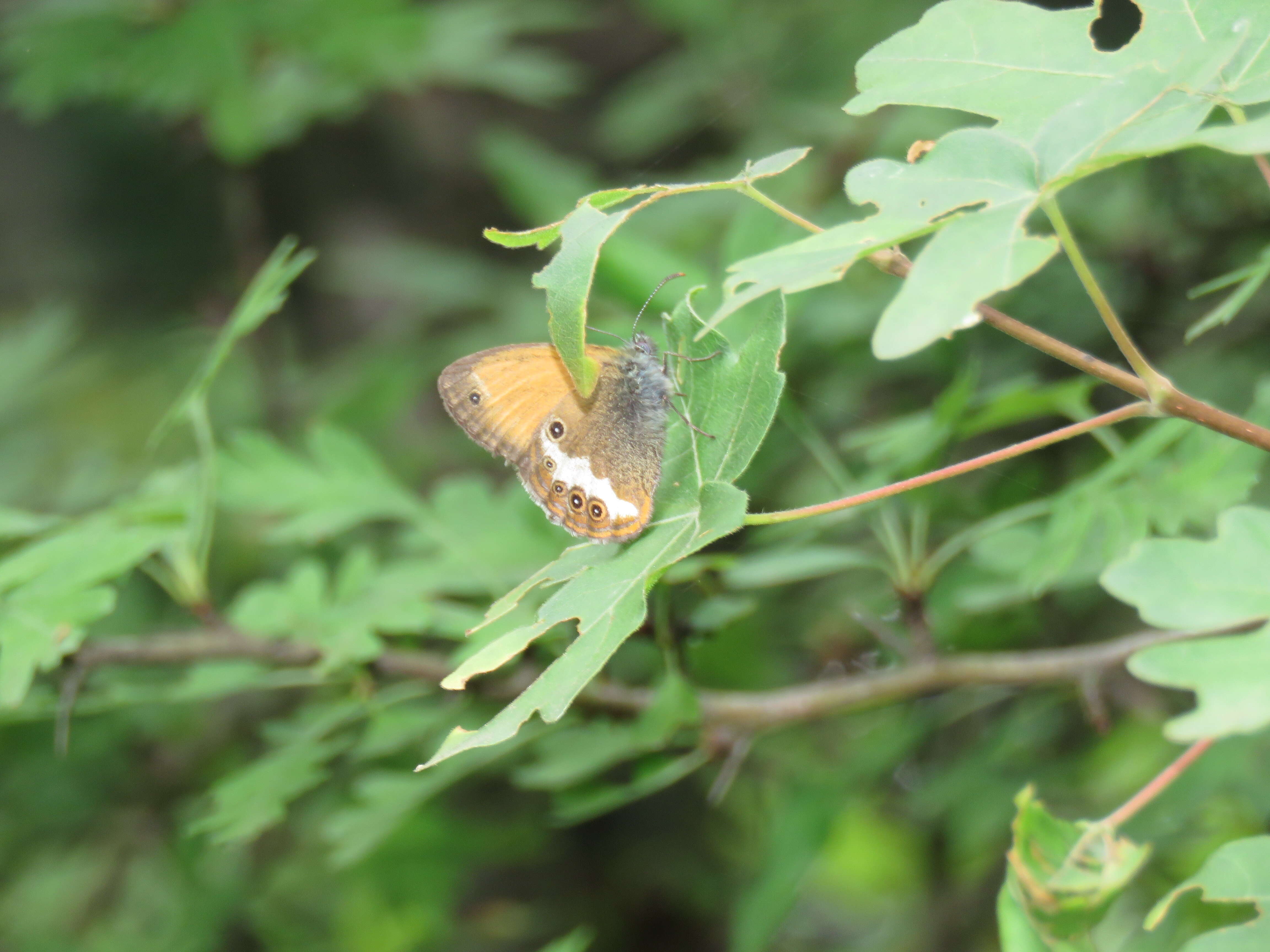 Sivun Coenonympha arcania Linnaeus 1761 kuva