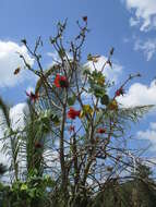 Image of tiger's claw