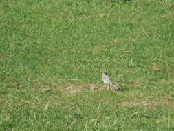 Image of Pied Wagtail and White Wagtail