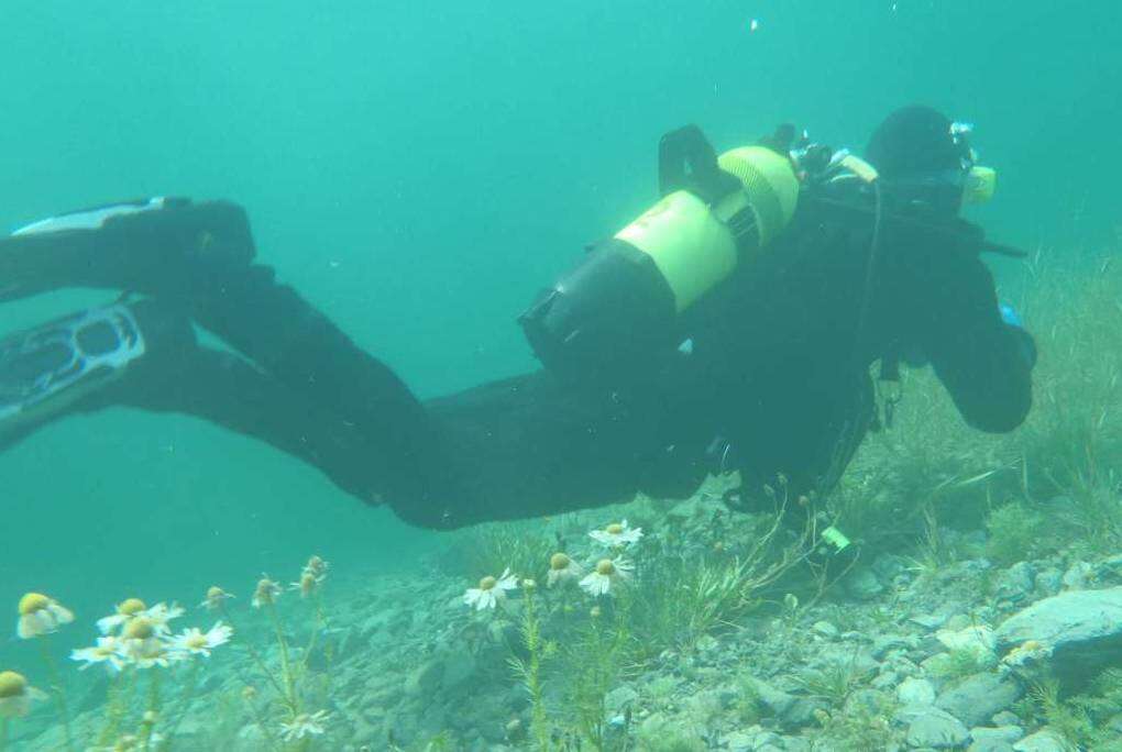 صورة Tripleurospermum maritimum (L.) Koch