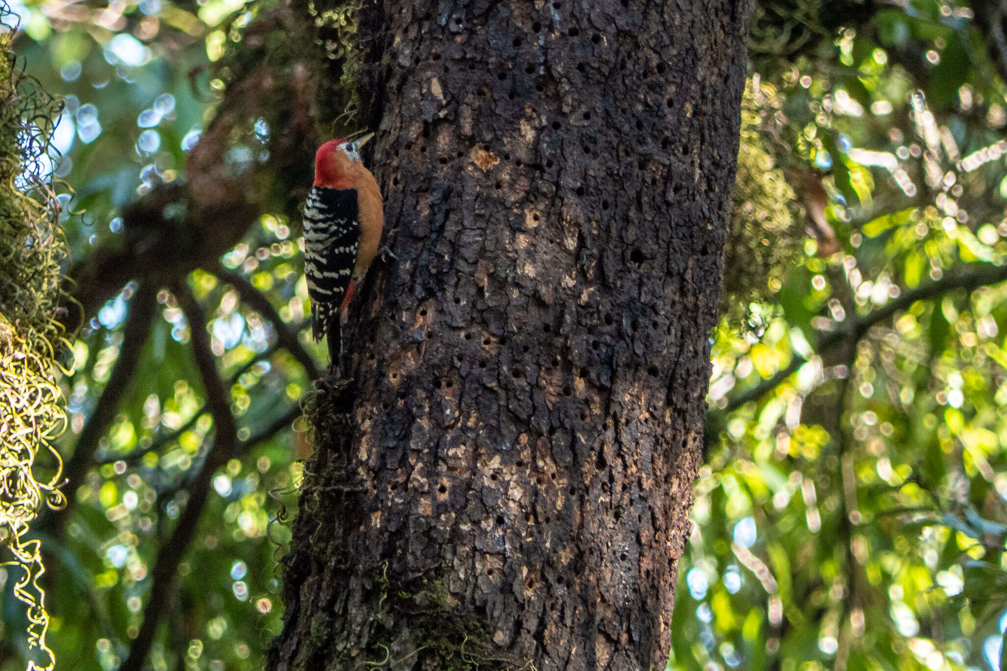 Image of Rufous-bellied Woodpecker