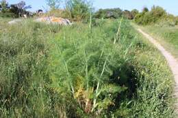 Image of fennel