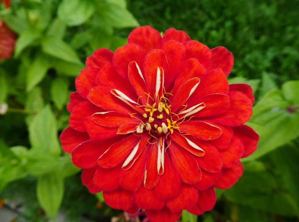 Imagem de Zinnia elegans Jacq.