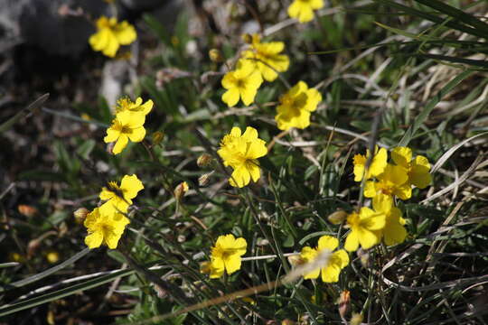 Image of White Rock-rose