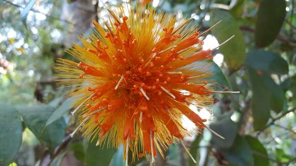 Image of Stifftia chrysantha Mikan