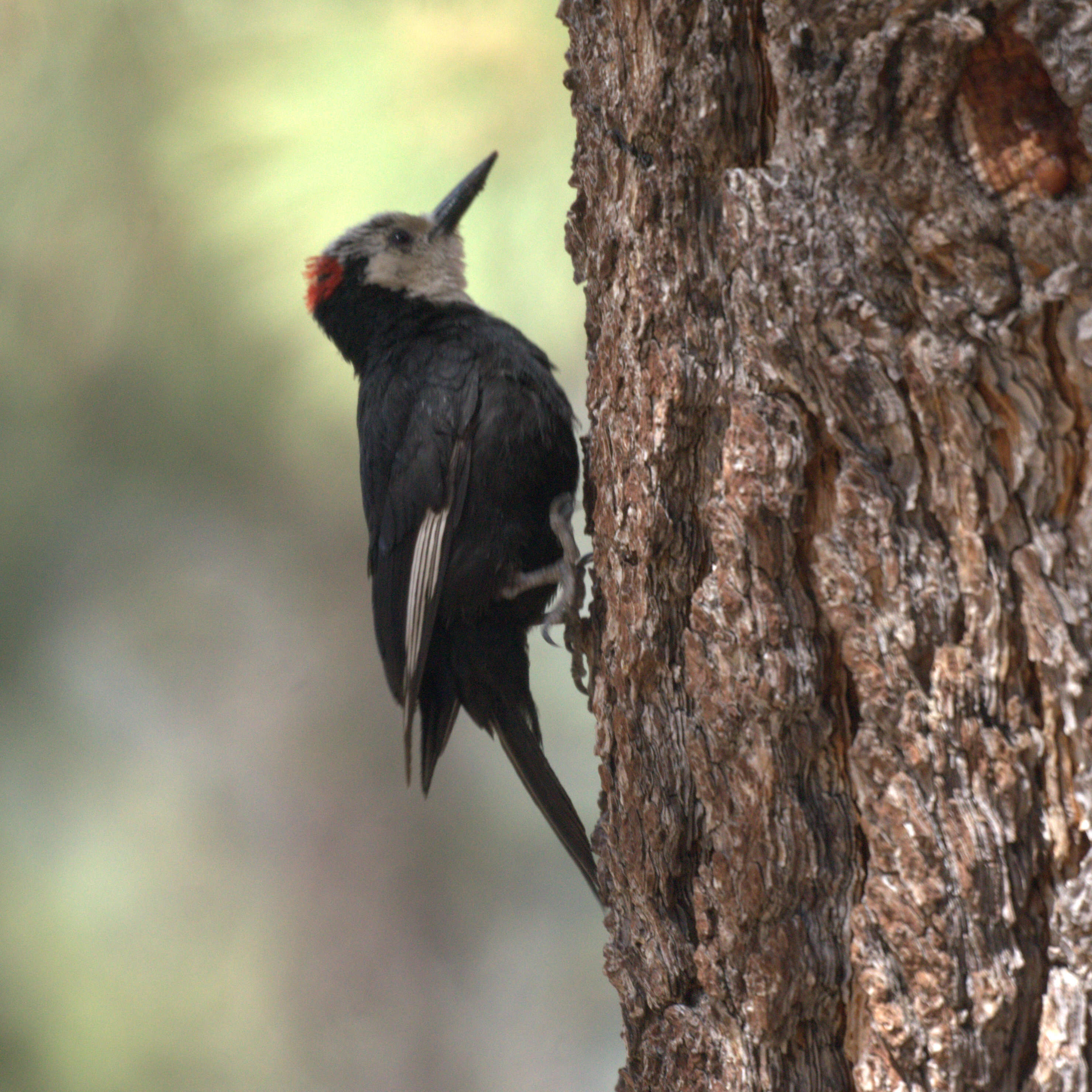 Image of White-headed Woodpecker