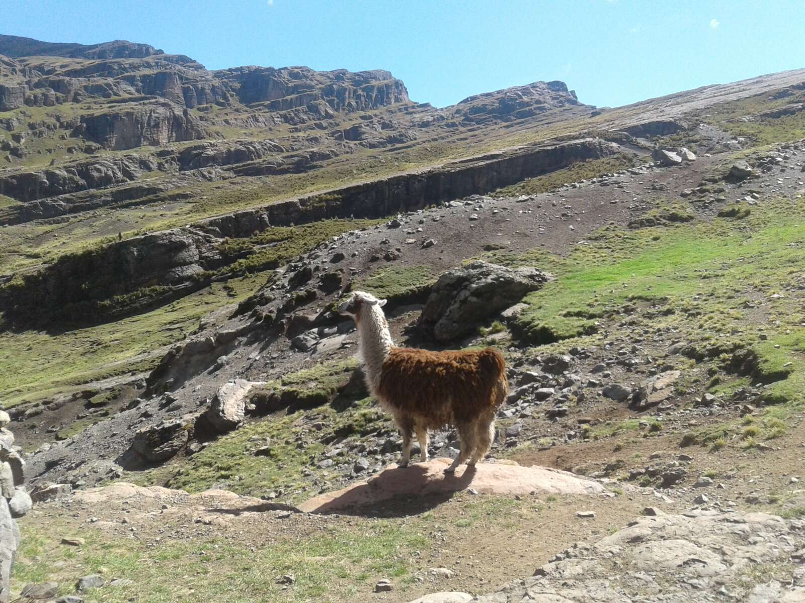 Image of llama