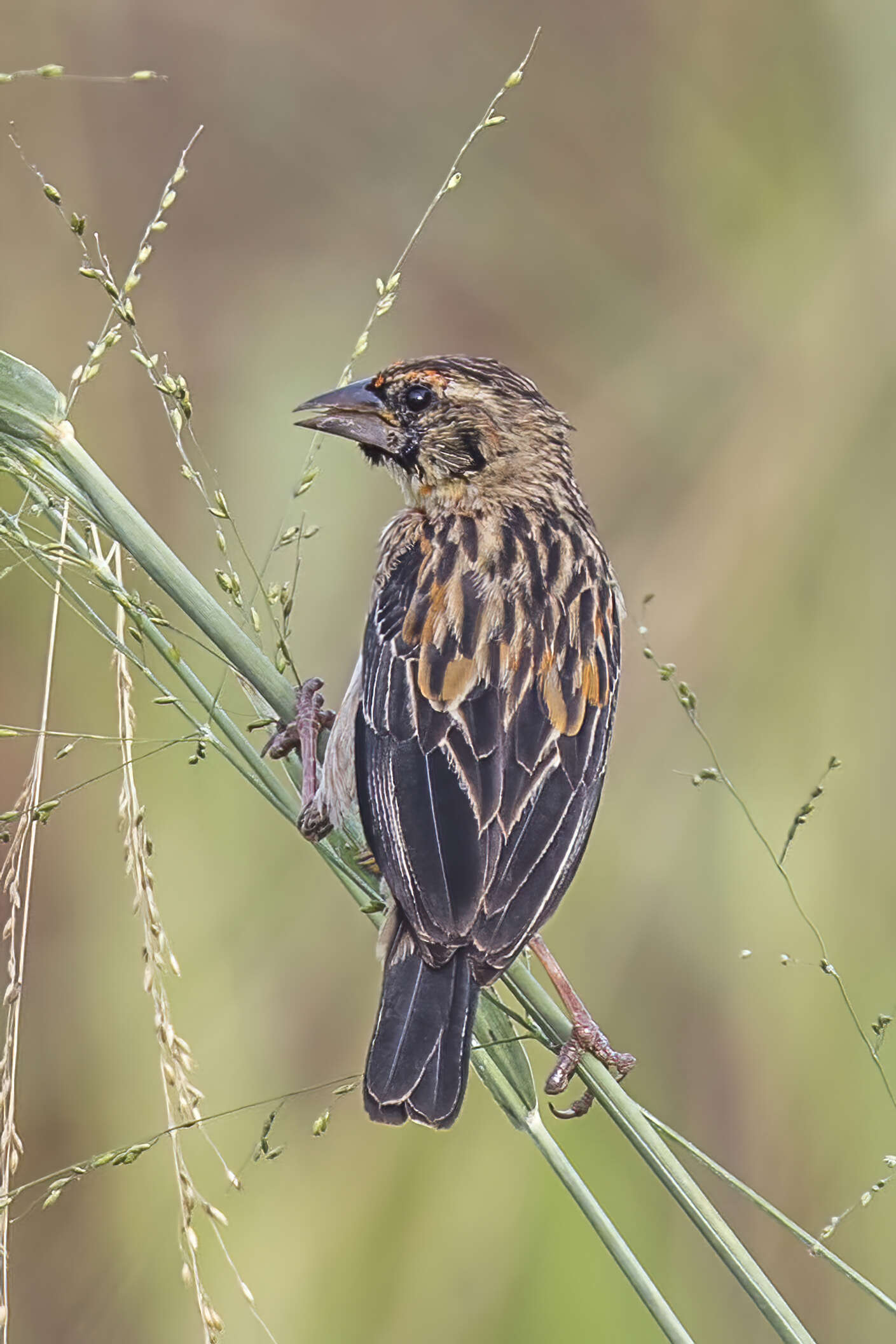 Image of Black-winged Bishop