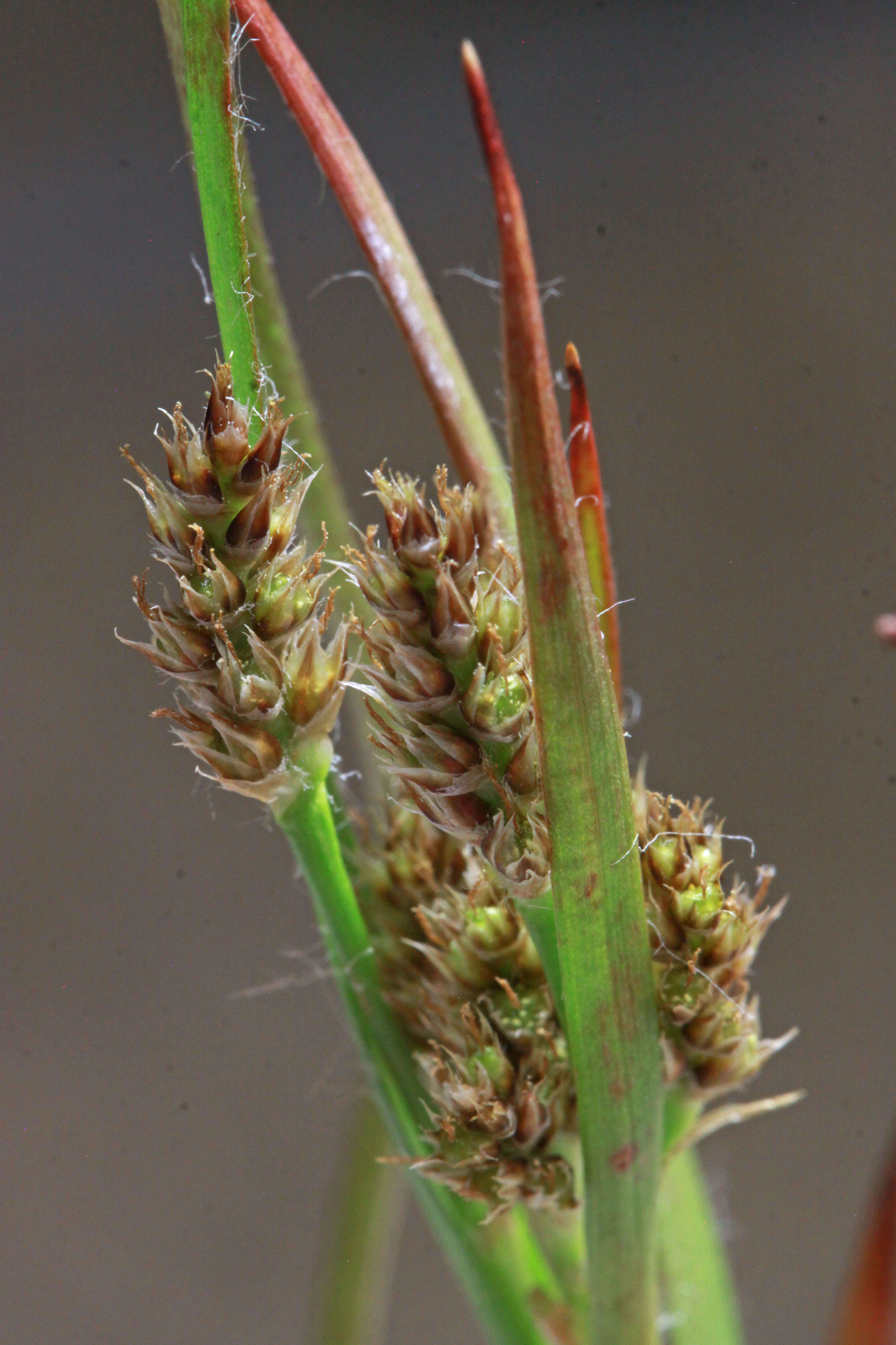 Imagem de Luzula multiflora (Retz.) Lejeune