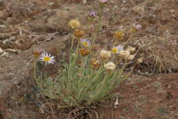 Imagem de Erigeron poliospermus A. Gray