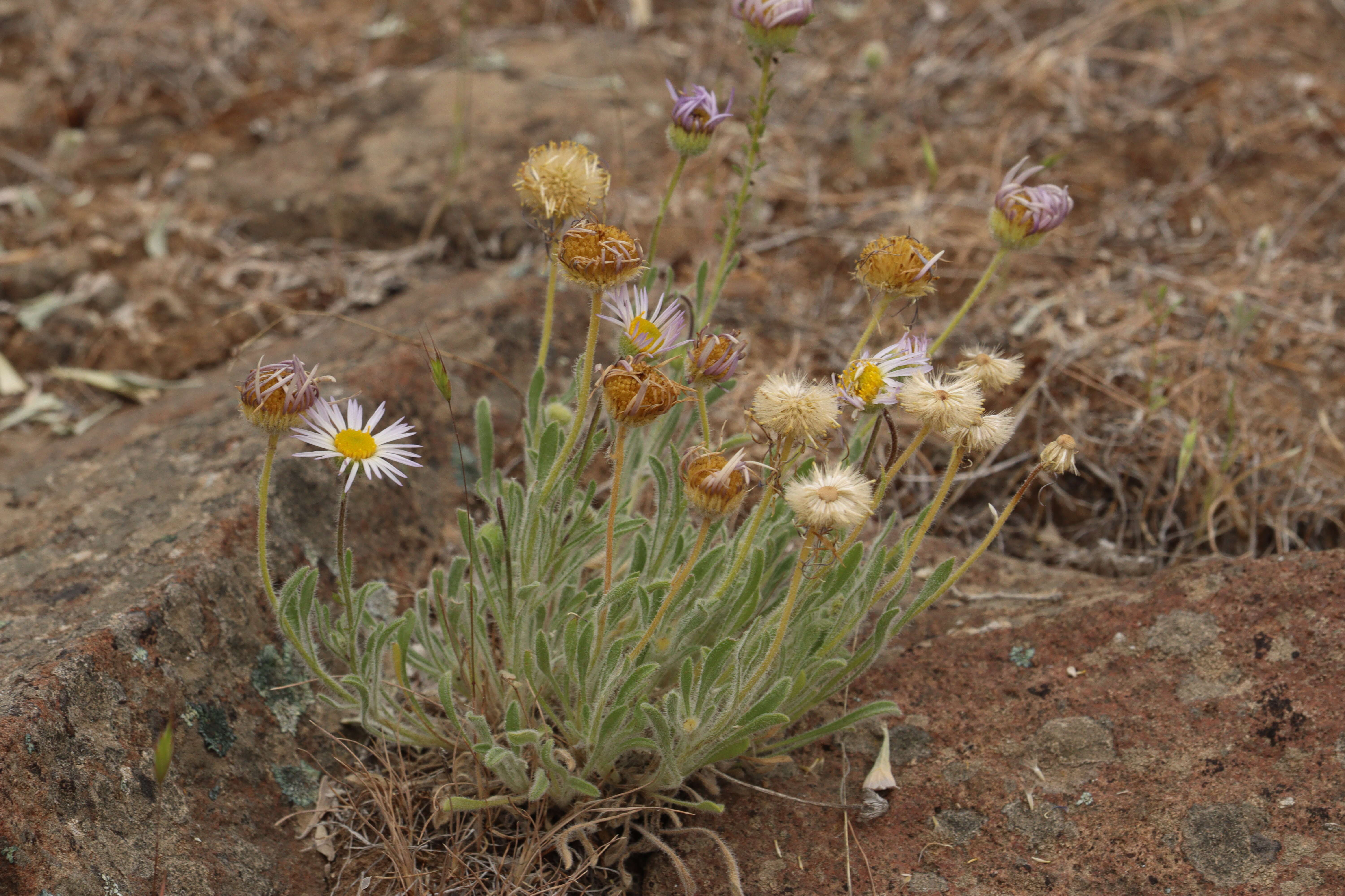 Imagem de Erigeron poliospermus A. Gray