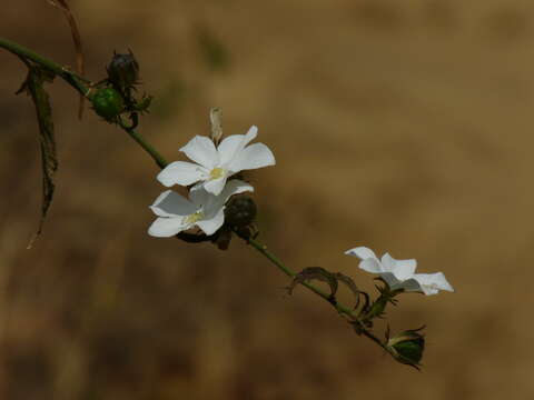 Imagem de Hibiscus hirtus L.