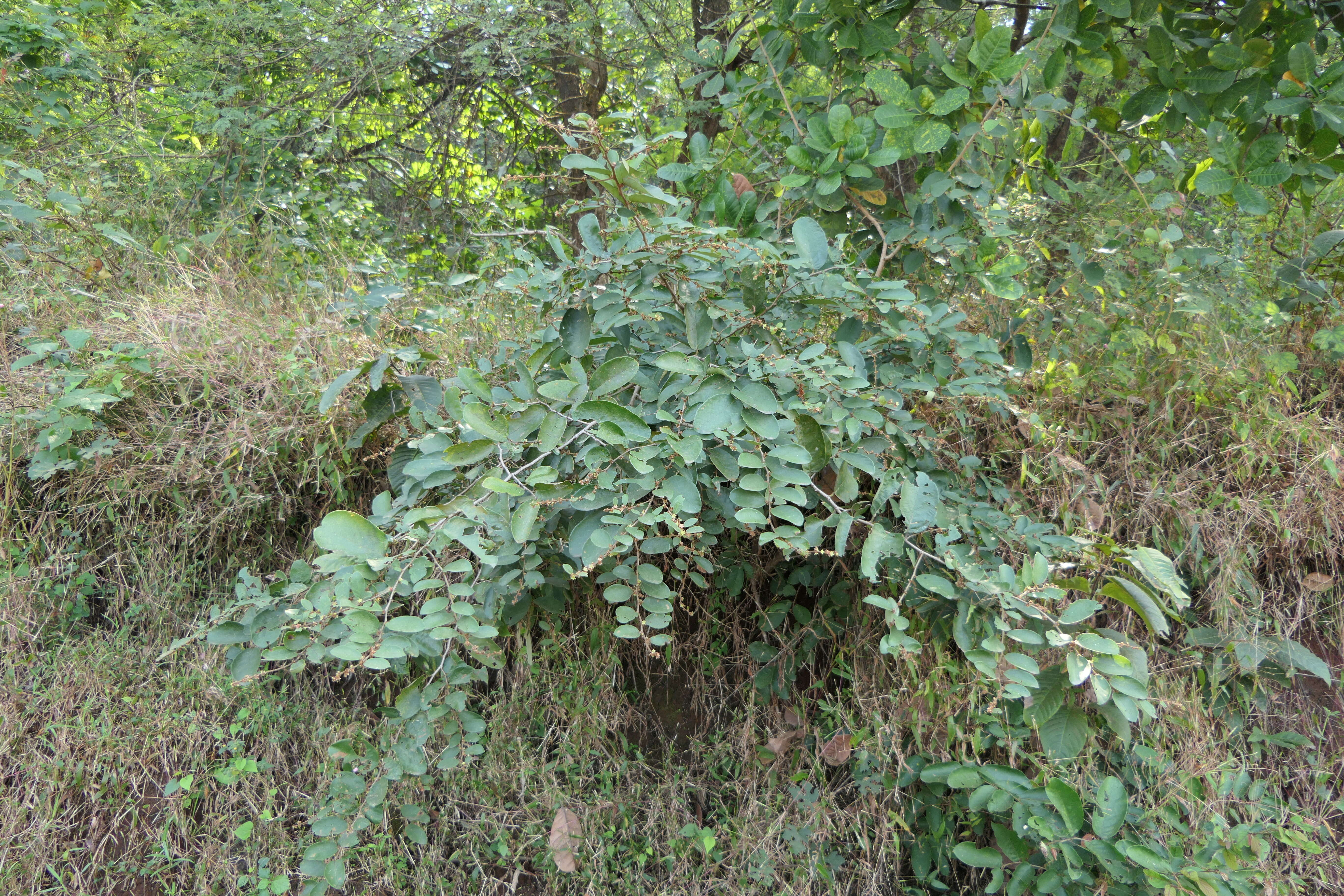 Image of Bridelia stipularis (L.) Blume